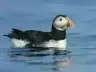 تحميل تطبيق Puffin APK مهكر 2026 أحدث إصدار مجانا