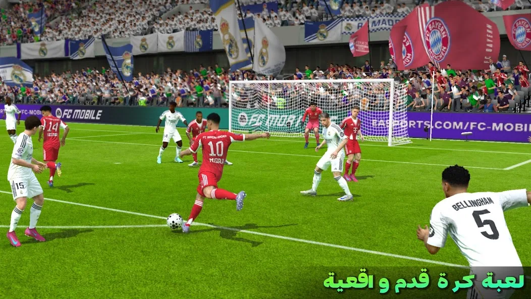 عرض الصورة 8 بالحجم الكامل